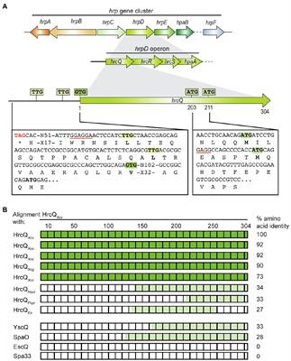 The Contribution of the Predicted Sorting Platform Component HrcQ to Type III Secretion in Xanthomonas campestris pv. vesicatoria Depends on an Internal Translation Start Site